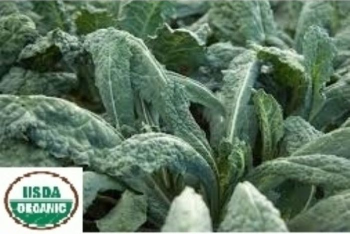 Organic Tuscan Kale
