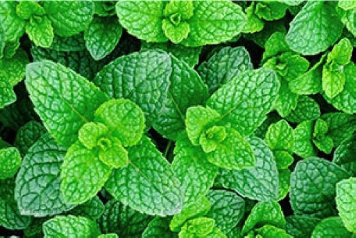 Fresh Mint, (Packaged)