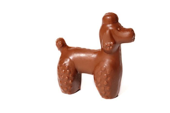 Milk chocolate Poodle Dog