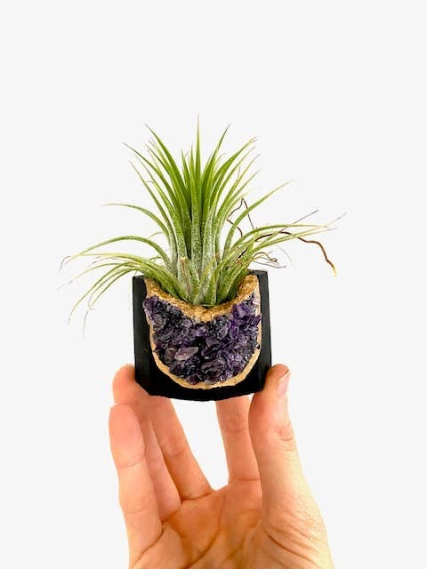 Raw Amethyst Crystal Concrete Planter with Air Plant